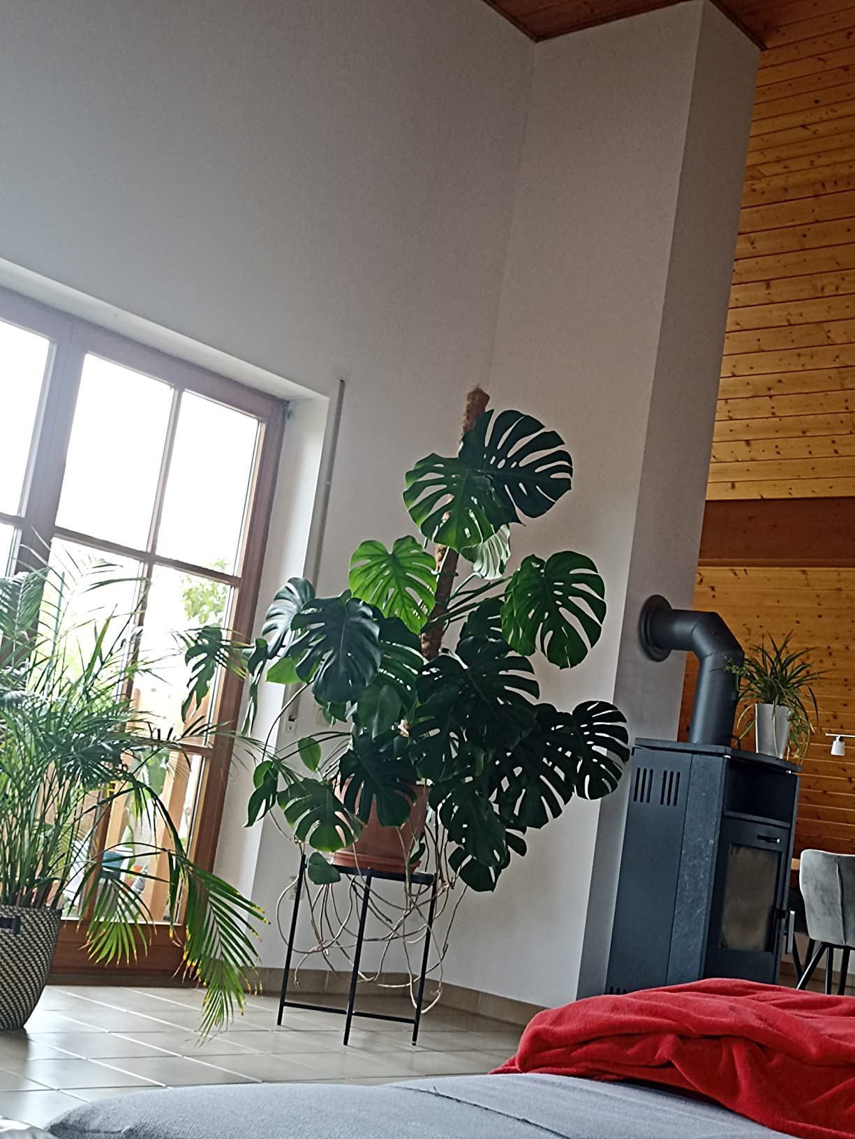 Perfekt für Bäume