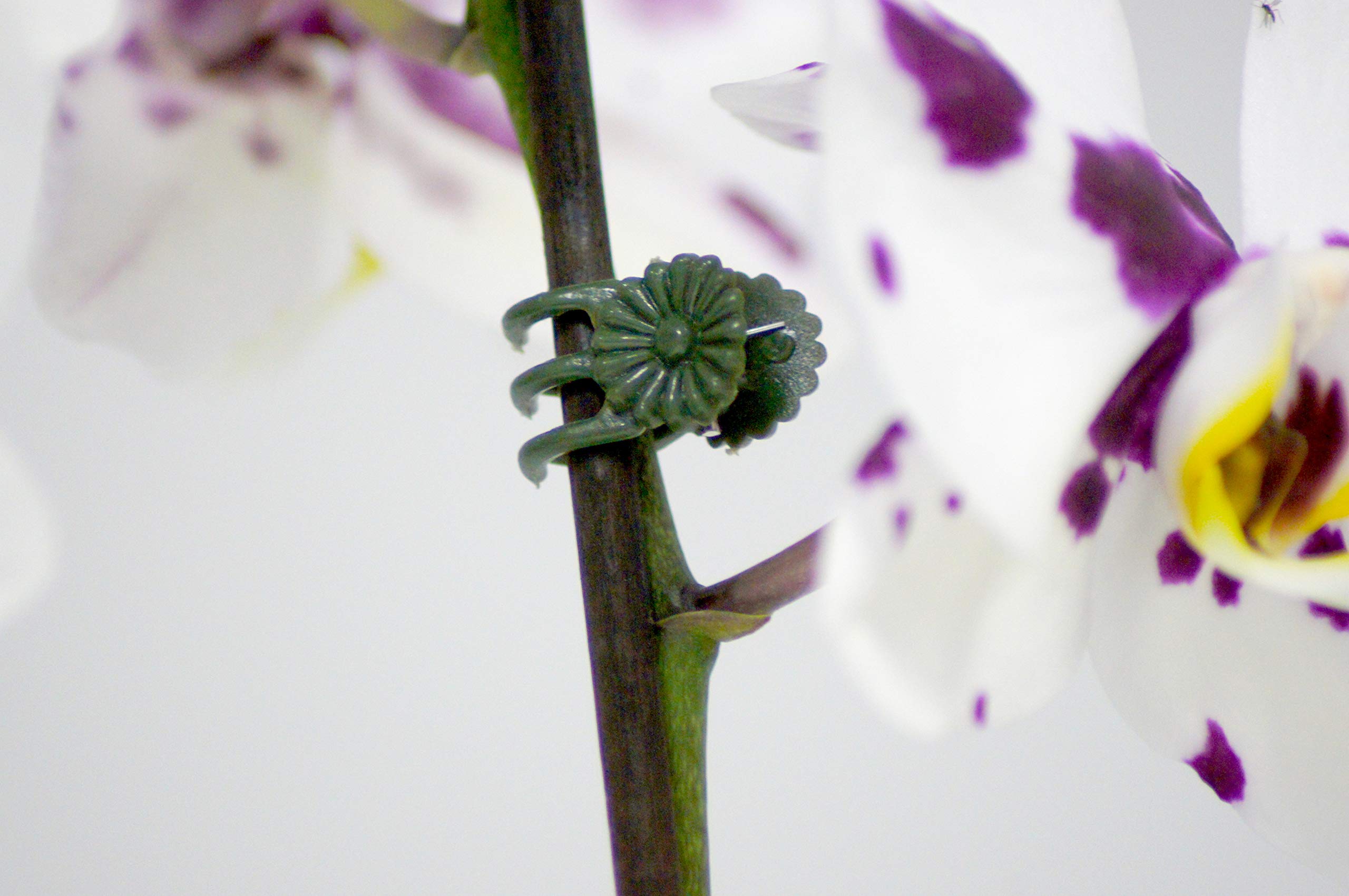 meister-orchideen-clips-flor78840-gr-n-12-st-ck-pflanzenklammern image 2