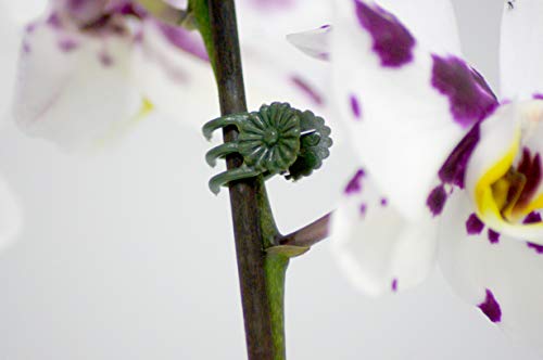 meister-orchideen-clips-flor78840-gr-n-12-st-ck-pflanzenklammern image 4